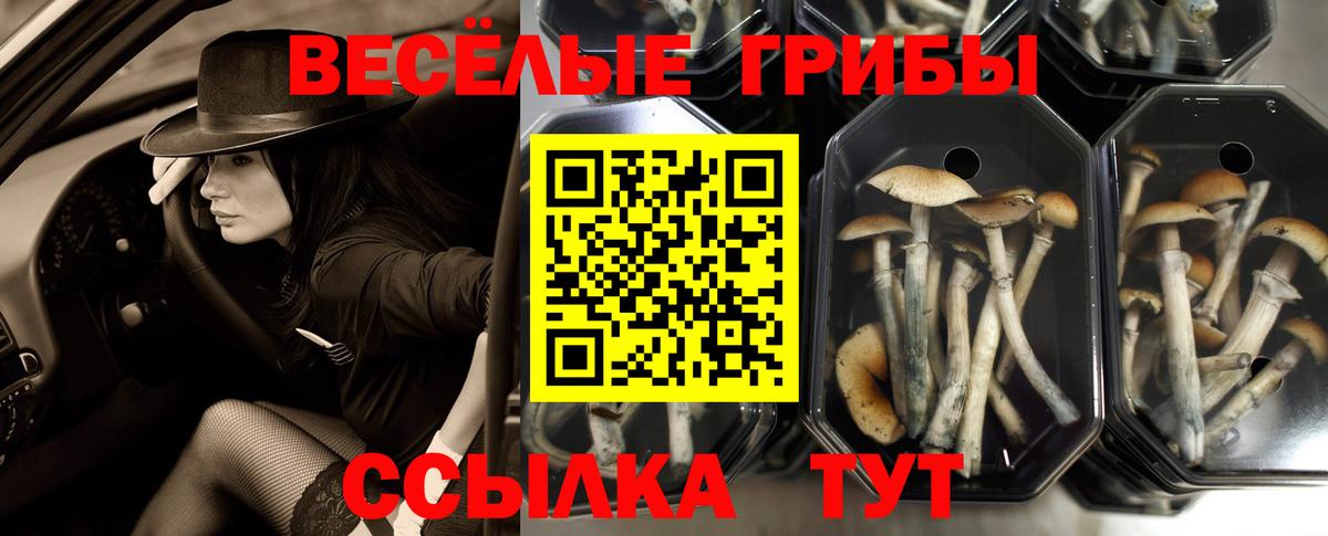 цены   Вход с VPN  Минусинск  Псилоцибиновые грибы Psilocybe 
